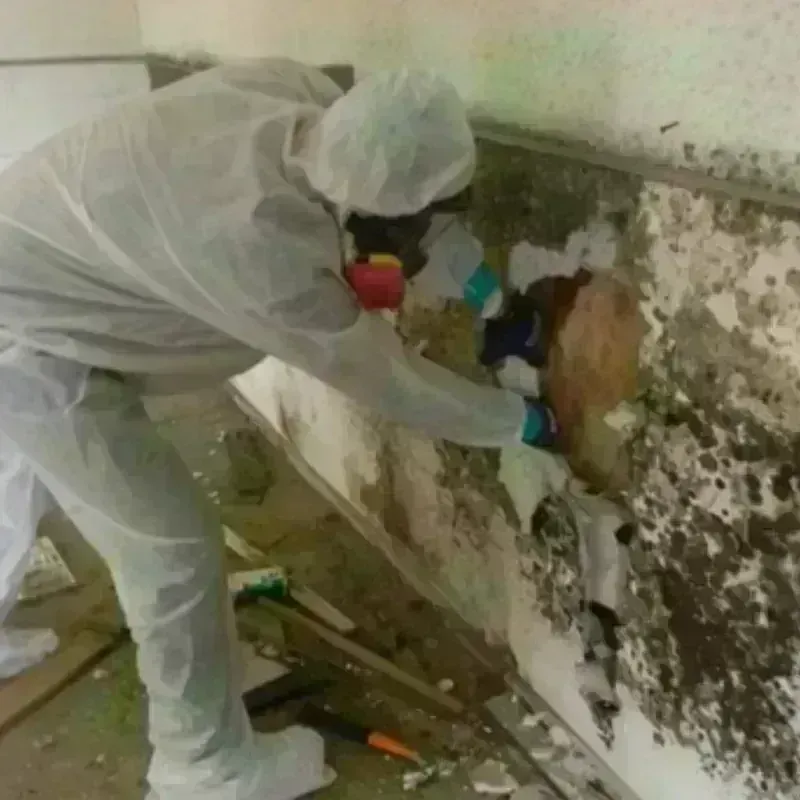 Mold Remediation and Removal in Posey County, IN